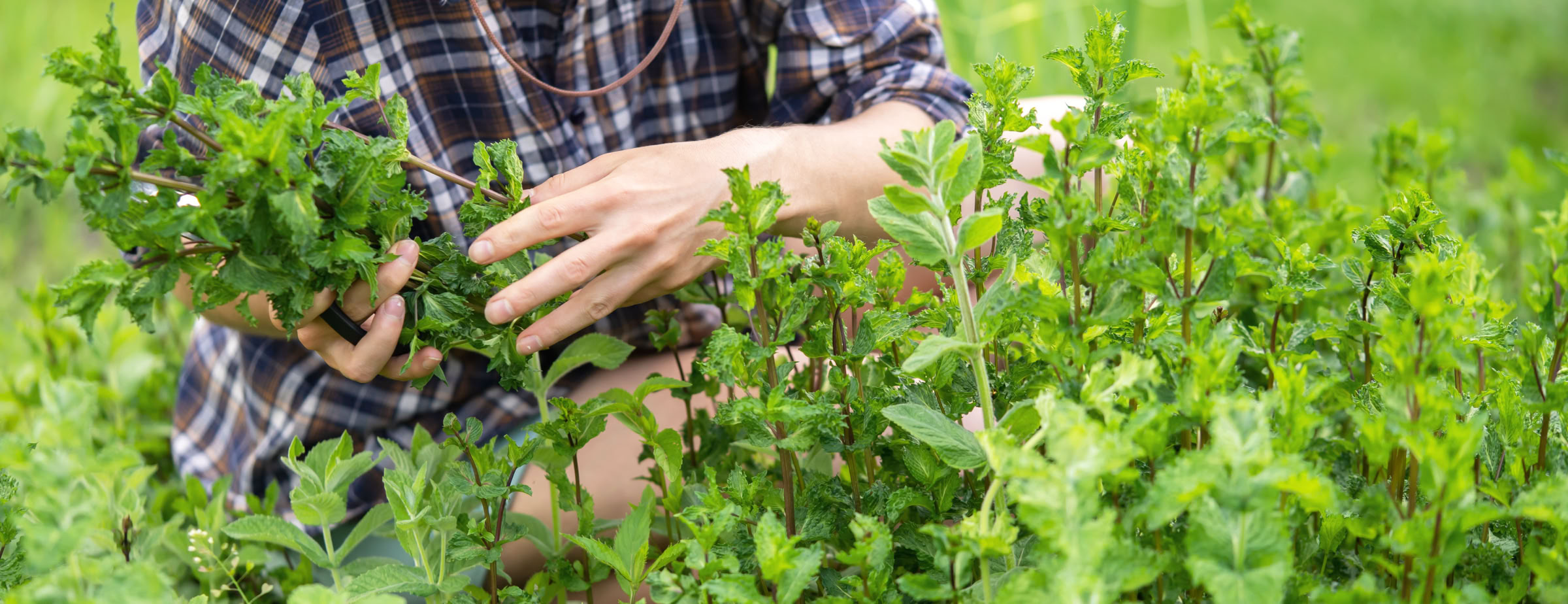 Person in kariertem Hemd pflückt Kräuter in einem Garten.