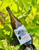 Eine Kombuchaflasche lehnt an einem Weinstock mit grünen Blättern und Trauben im Hintergrund.