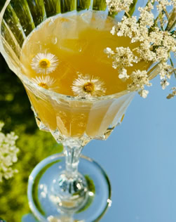 Kristallglas mit gelbem Getränk, dekoriert mit kleinen weißen Blüten und schwimmenden Blüten im Getränk.